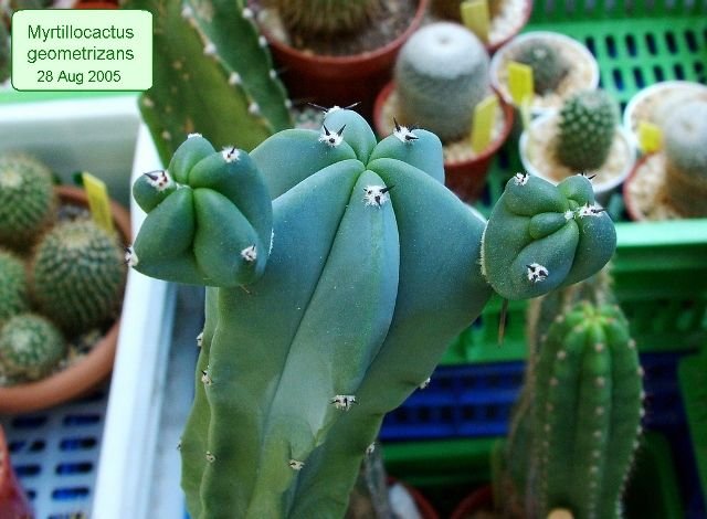 Myrtillocactus _geometrizans_ b1